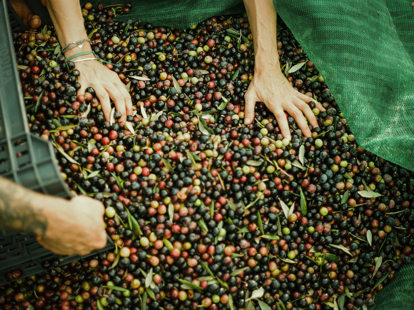 Variétés d'Olives de Provence : Aglandau, Picholine, Salonenque et Autres Trésors